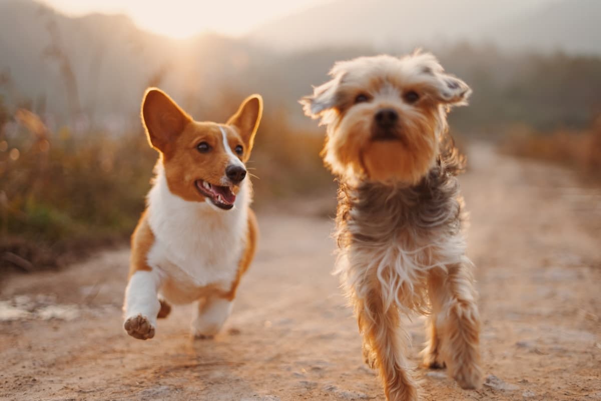 Happy dog with caretaker
